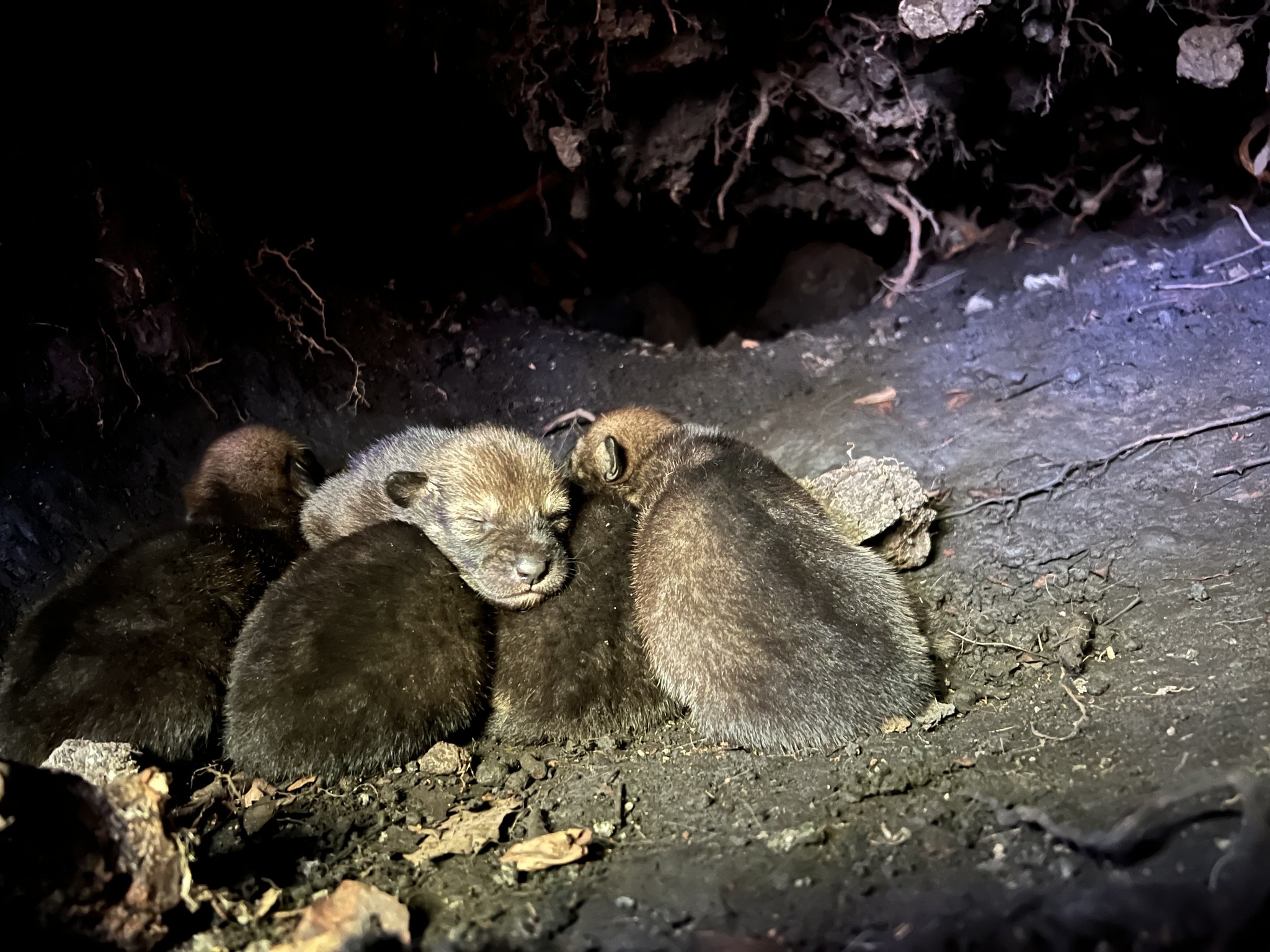 New Litter of Red Wolf Pups Born in the Wild | Defenders of Wildlife